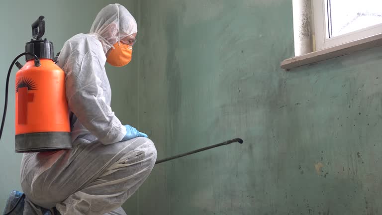 Insect and Mold Removal Company. Cleaning Specialist